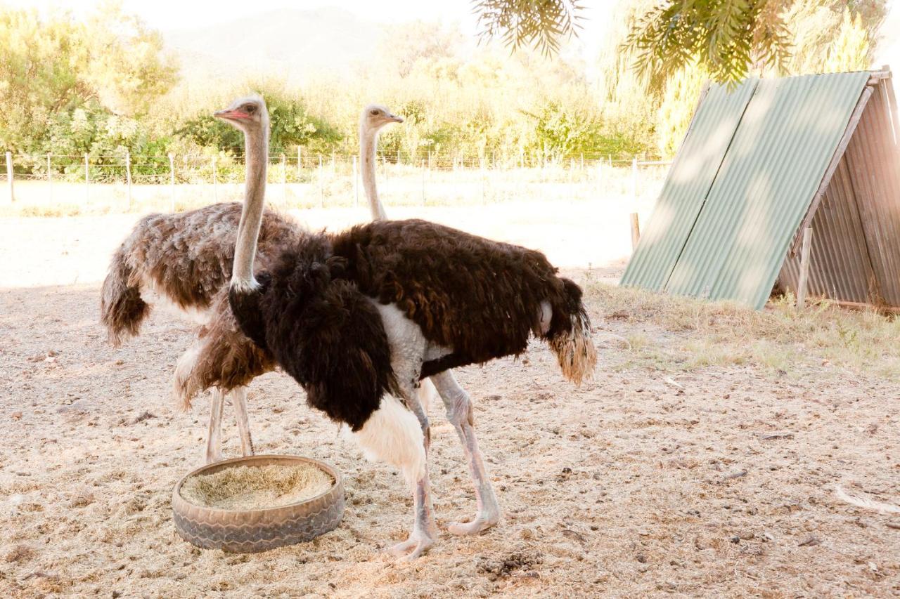Oue Werf Country House Oudtshoorn Esterno foto